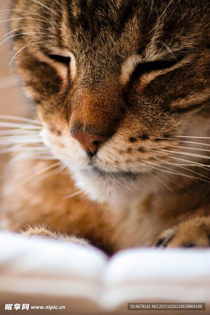 猫咪惬意趴卧在翻开书本上