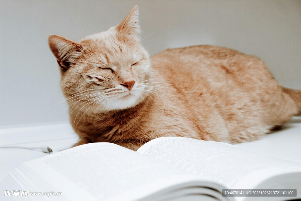 橘猫惬意躺于翻开书本上