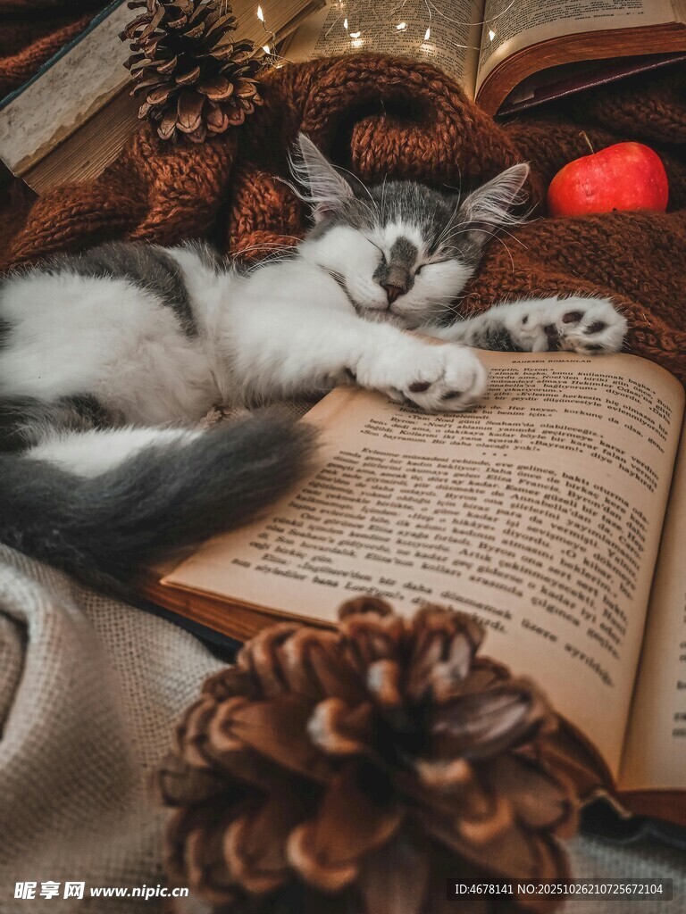 猫咪卧于翻开书本上小憩