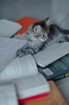 猫咪惬意躺于书本之上