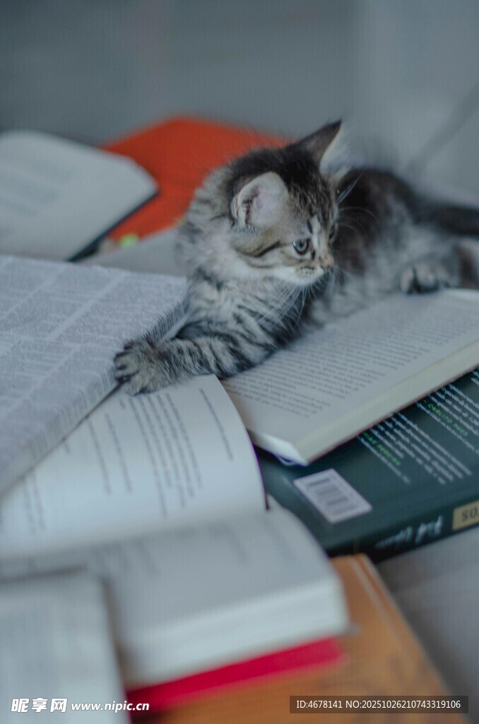 猫咪惬意躺于书本之上