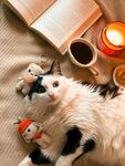 猫咪惬意时光与温馨小物