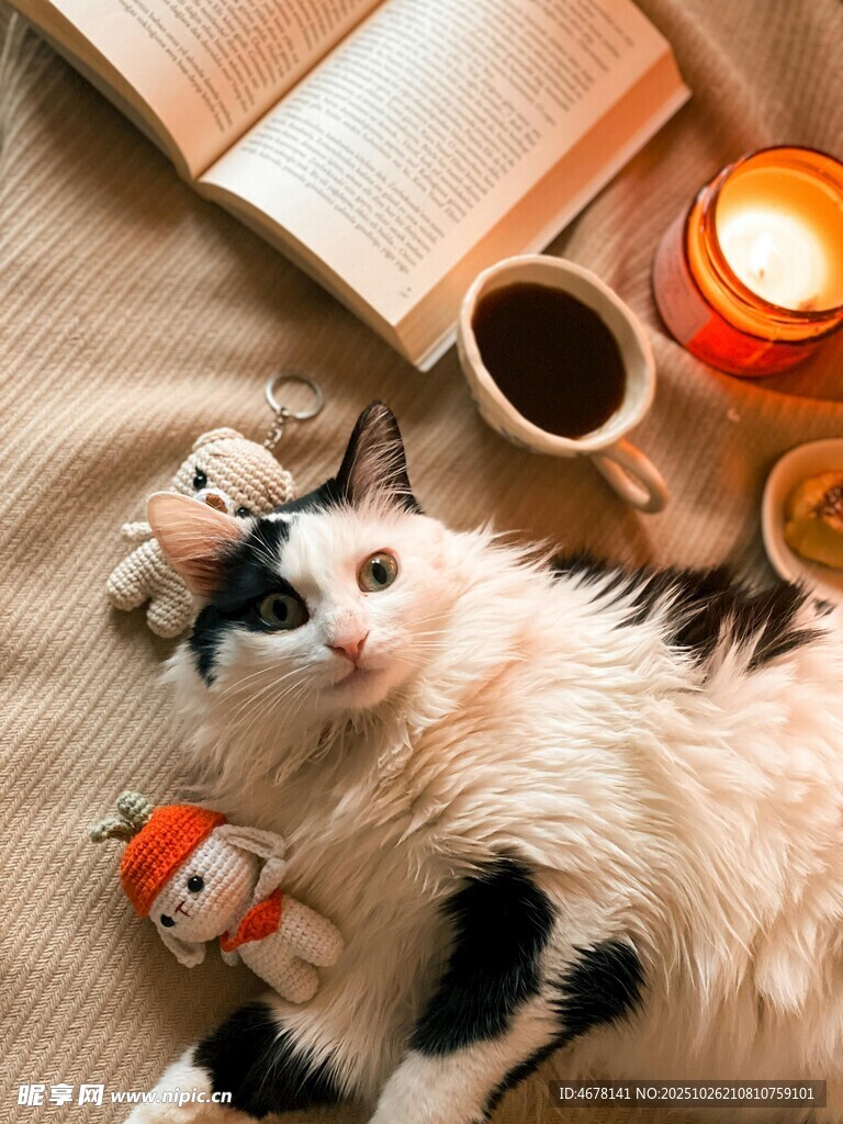 猫咪惬意时光与温馨小物