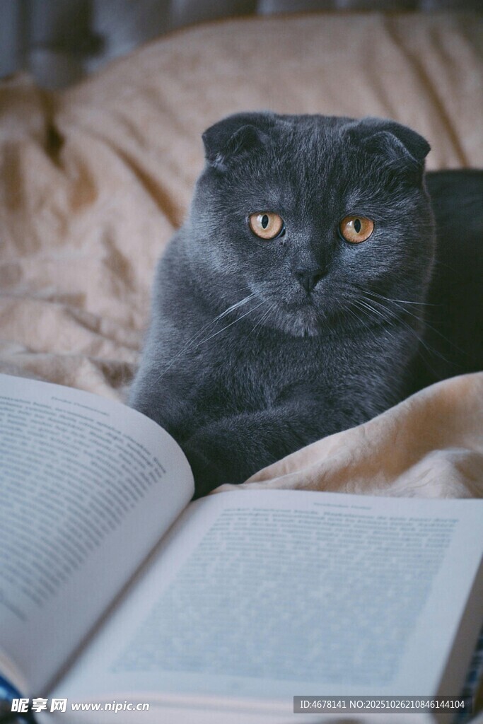 猫咪卧于翻开的书本旁