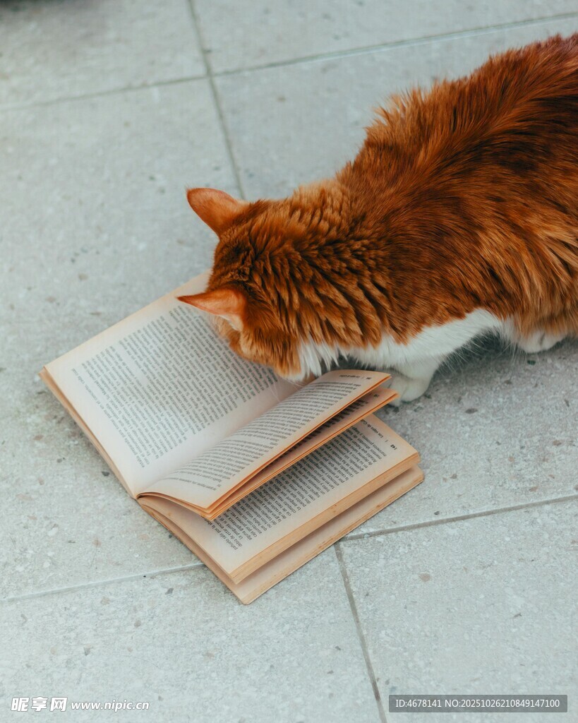 橘猫嗅闻书本