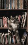 书架上的猫咪