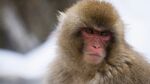雪地中的可爱日本猕猴