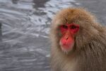 水边红脸猴子特写