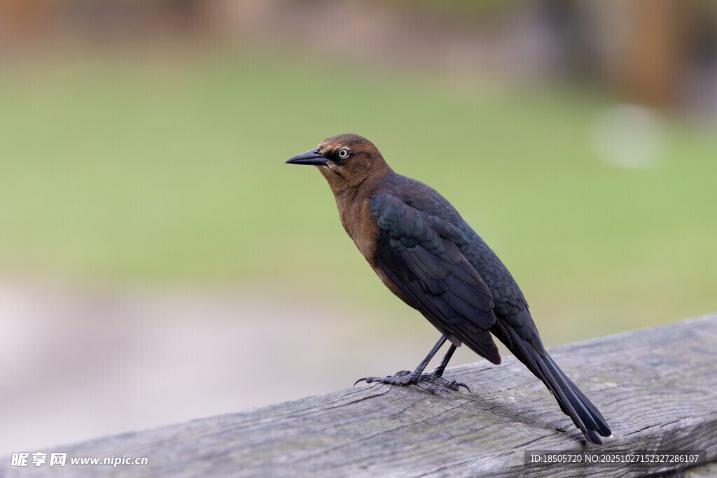 站在石台上的棕胸黑羽小鸟