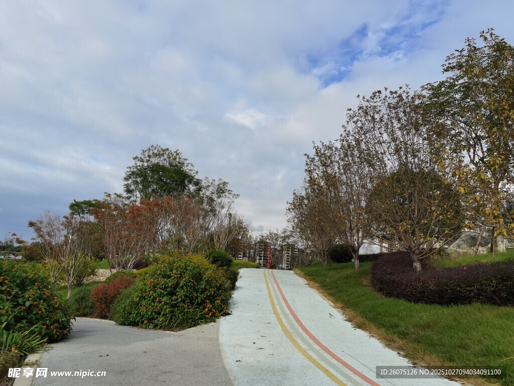 城市中的美丽林荫骑行道