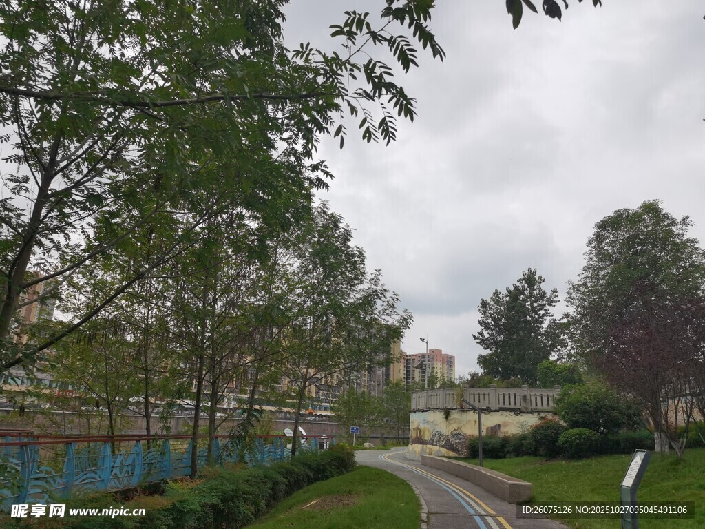 乡村小道旁的葱郁树木