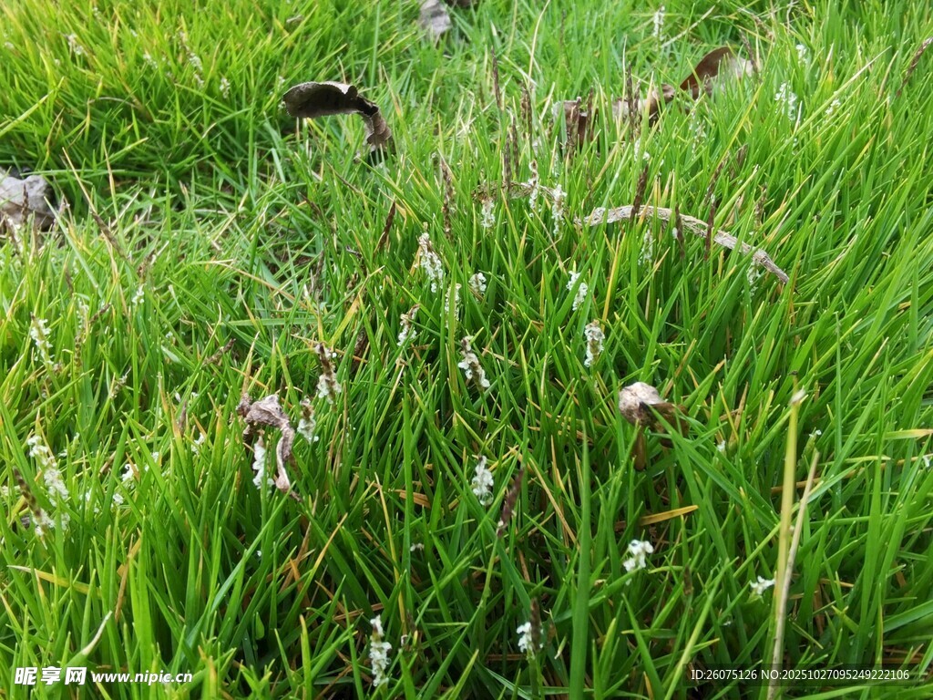 翠绿草丛中的神秘黑影