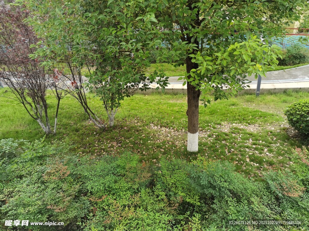 绿意盎然的户外园林景观