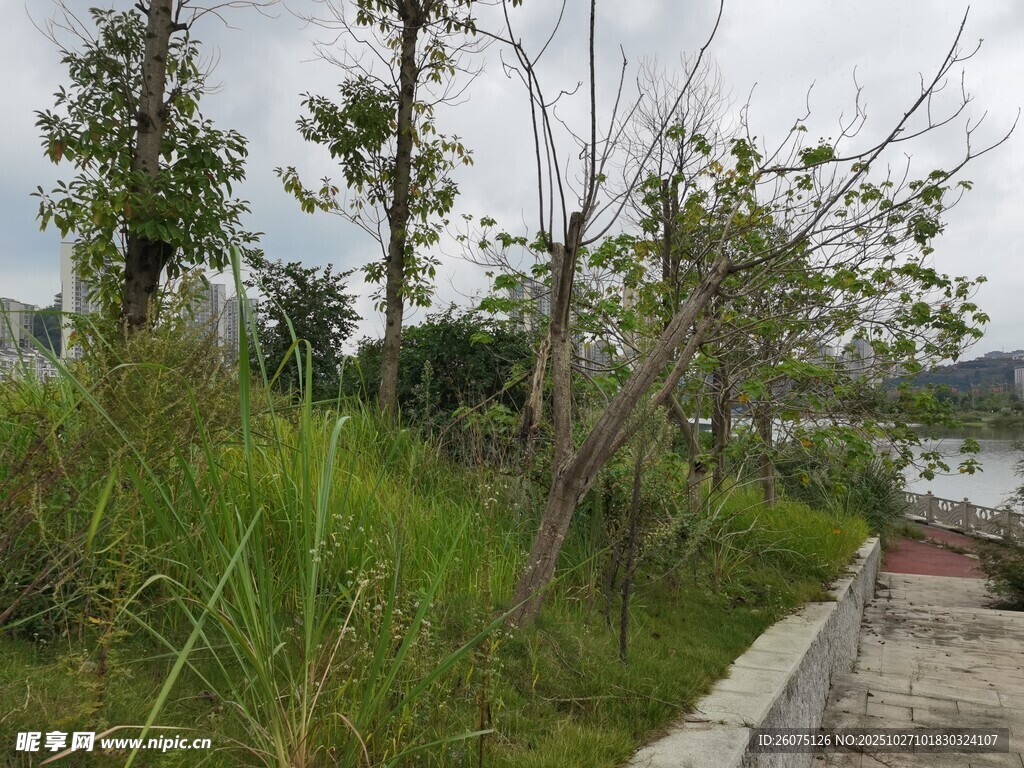 河畔绿植环绕的幽静小路