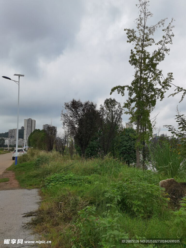 郊外小路旁的绿植与路灯