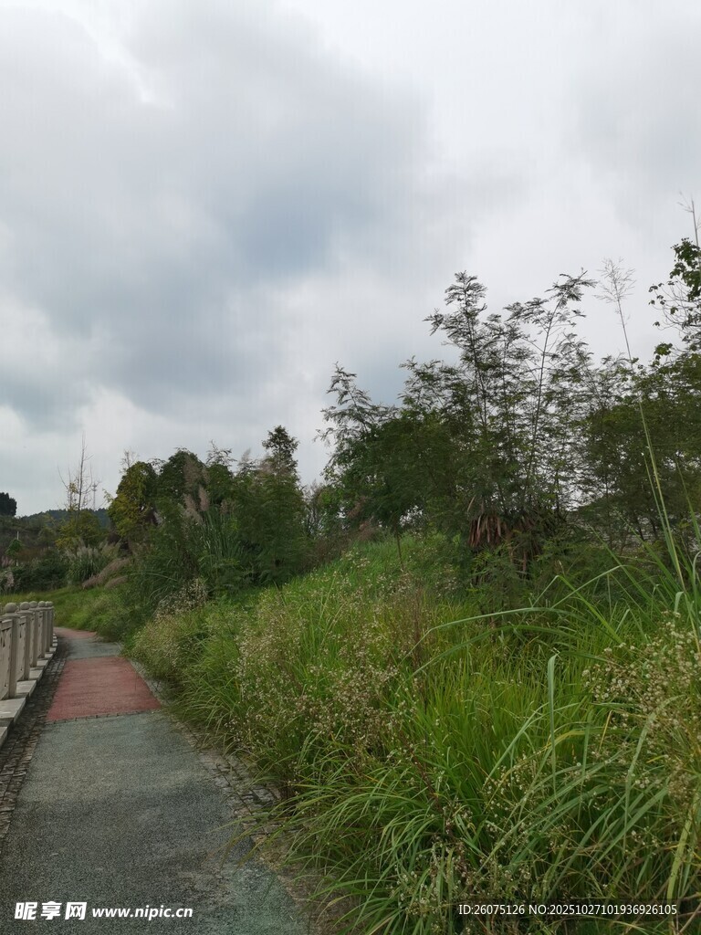 郊外小径旁的繁茂绿植