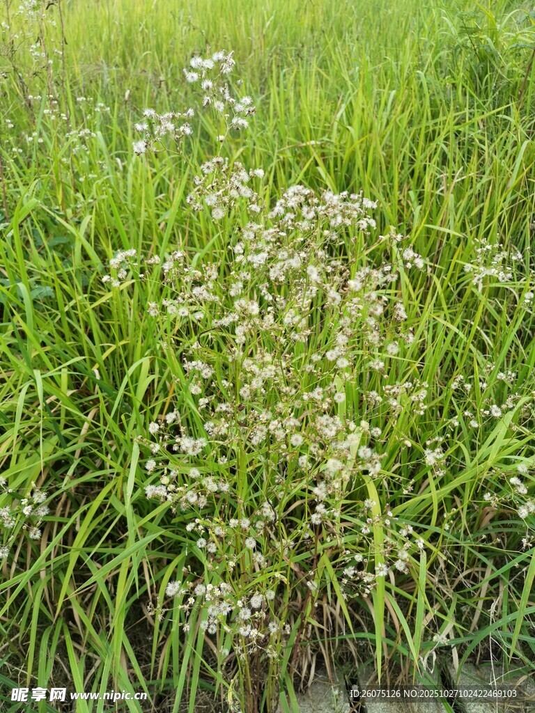 草丛中的白色小花