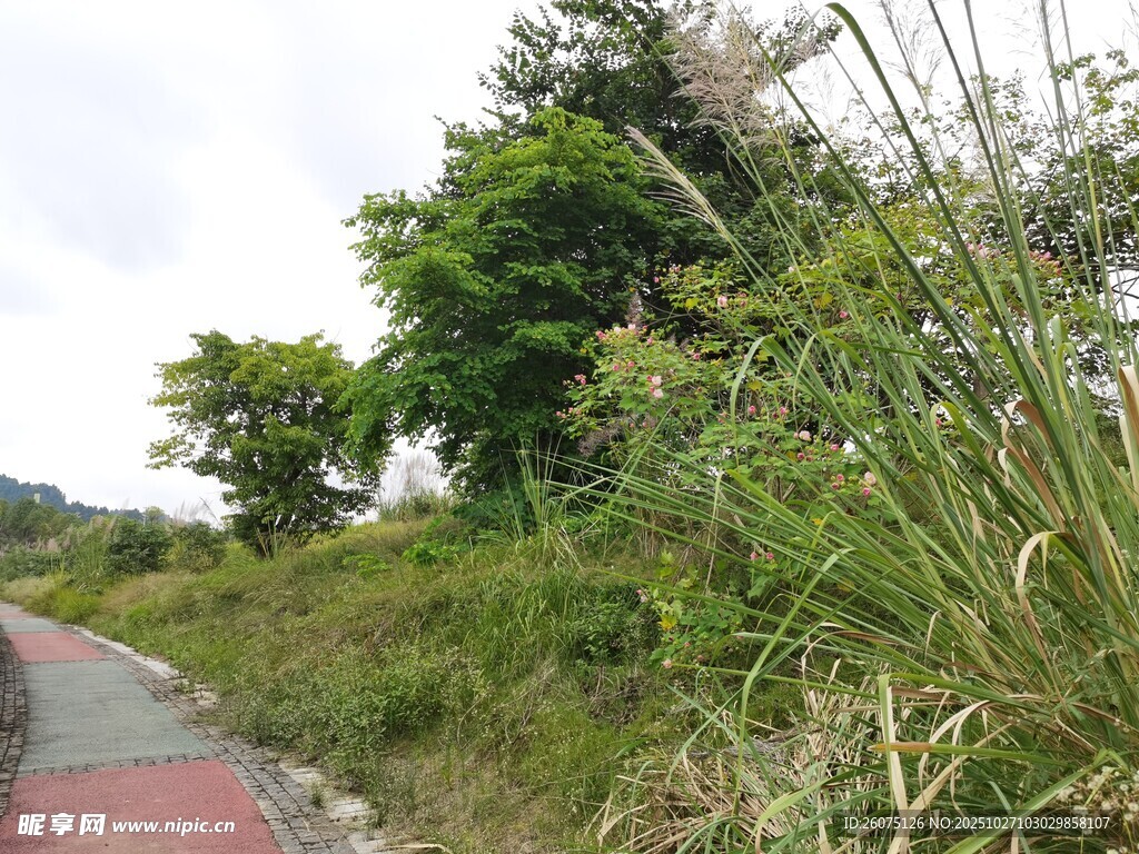 乡村小路旁的繁茂绿植