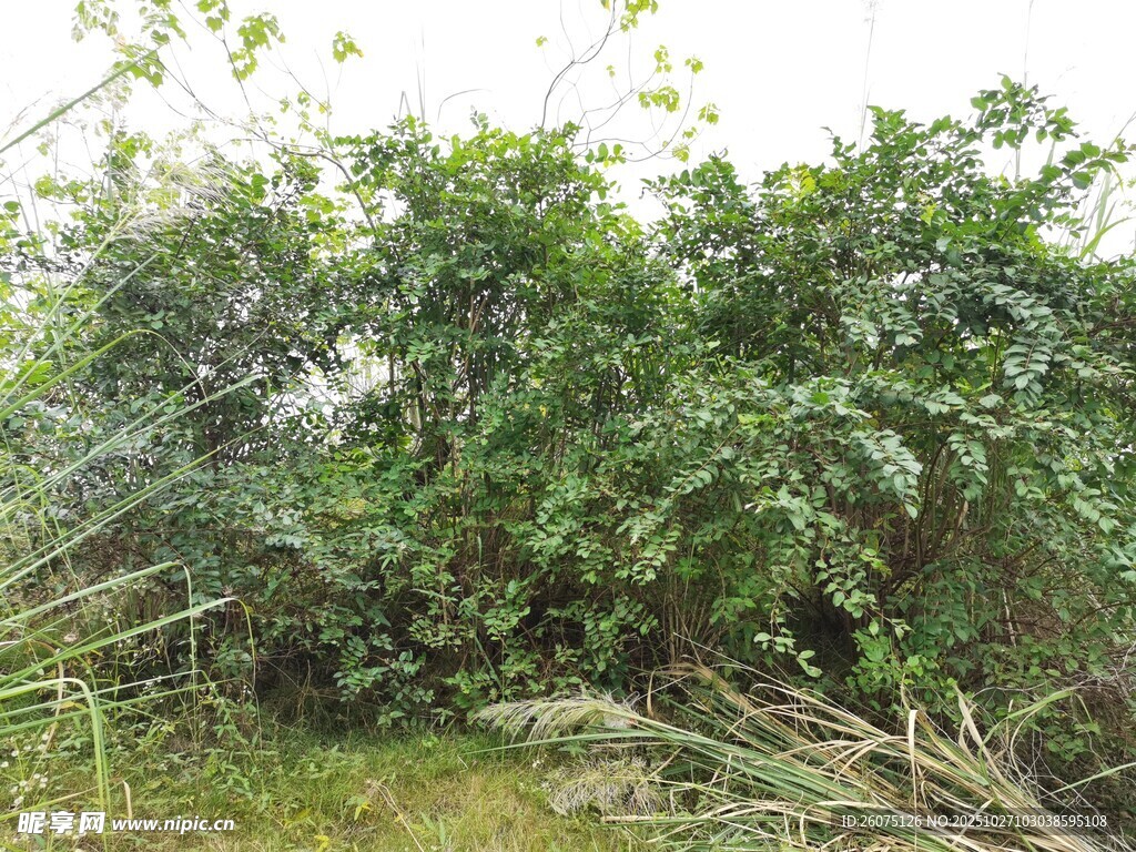 繁茂绿植景观
