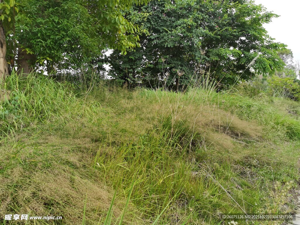 野外茂密草地与树木景观