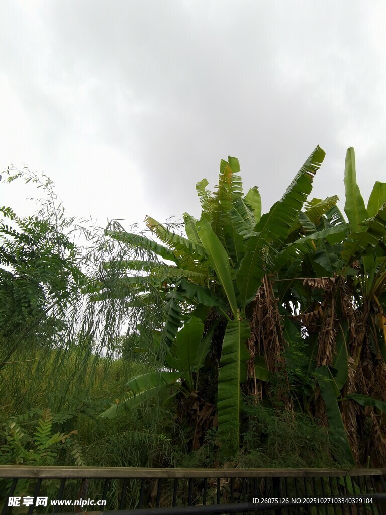 繁茂蕉林与绿植景观