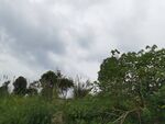 野外绿植与多云天空