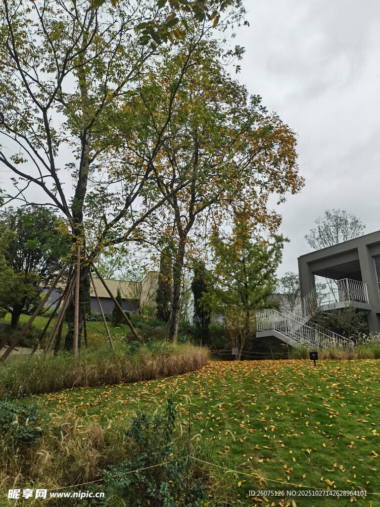 秋日庭院中的树木与建筑