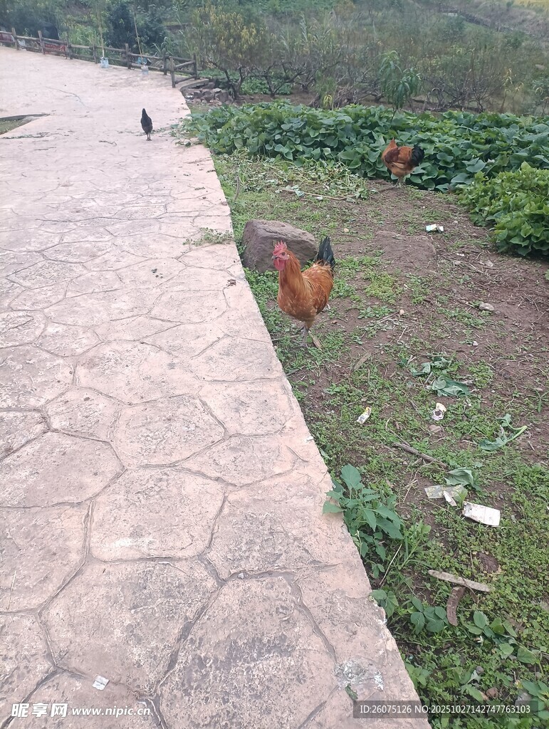 路边觅食的几只鸡