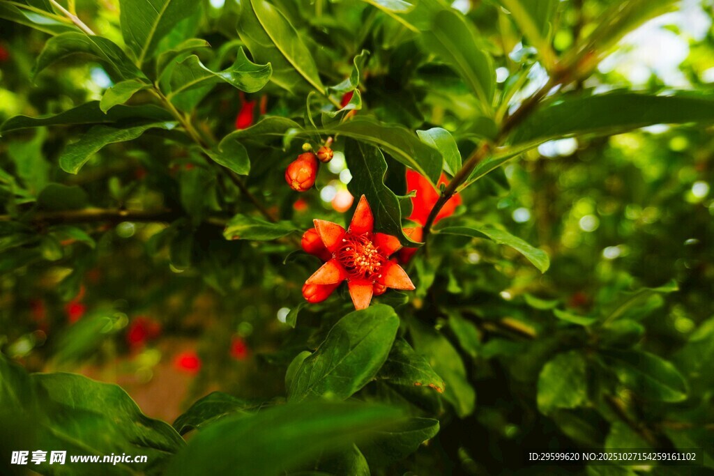 绿叶间的艳丽红花朵