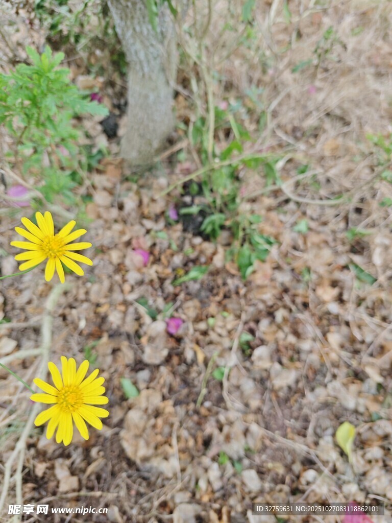 林间绽放的两朵黄色小花