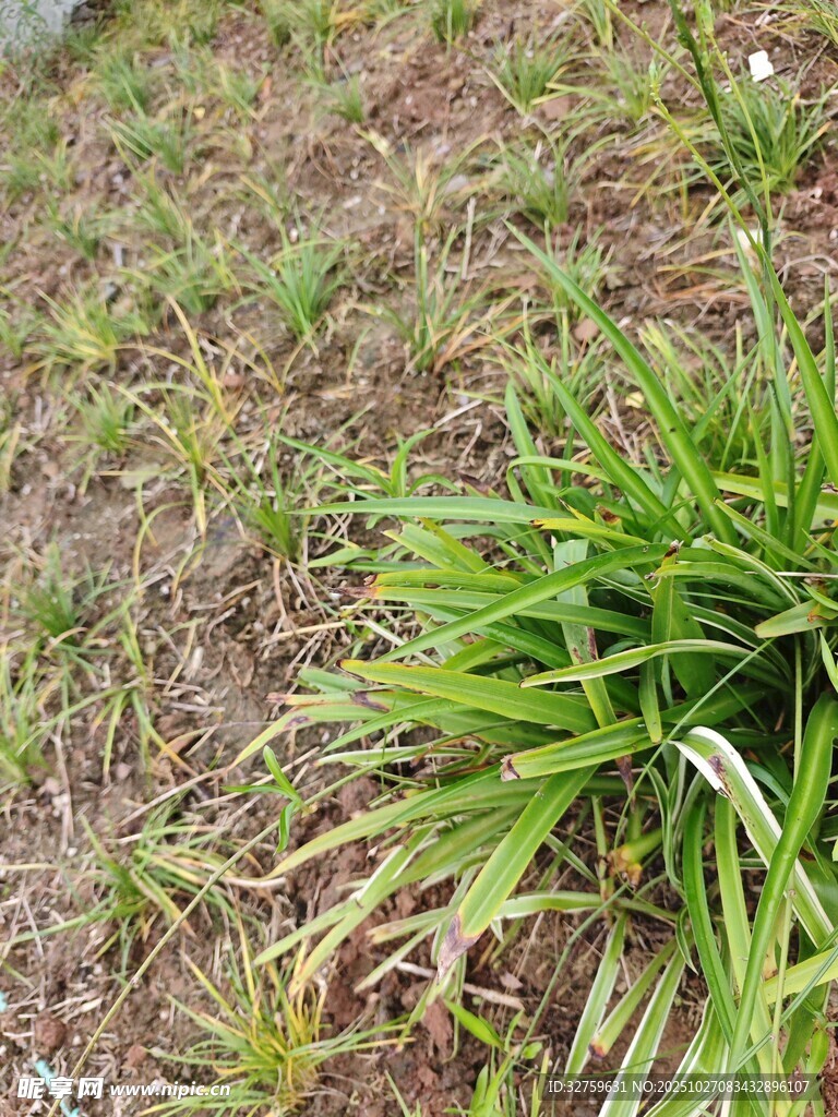 嫩绿草丛中的生机景象