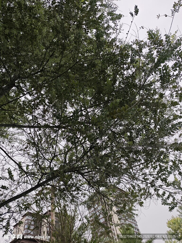 枝叶繁茂的树木景观