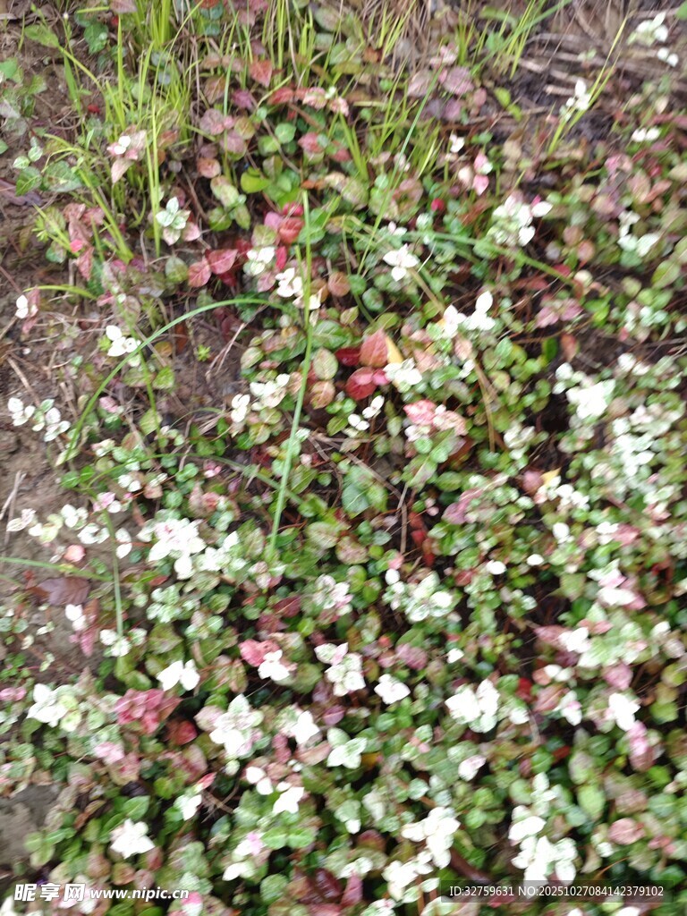 地面多彩植物景观