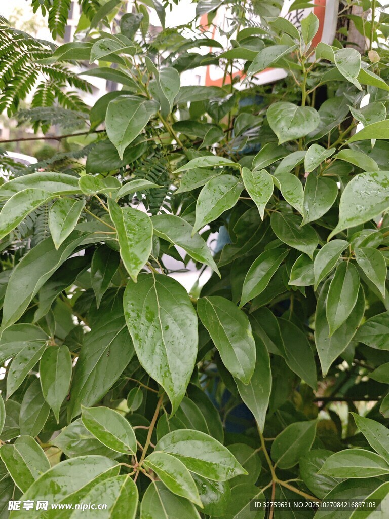 绿叶繁茂的植物景象