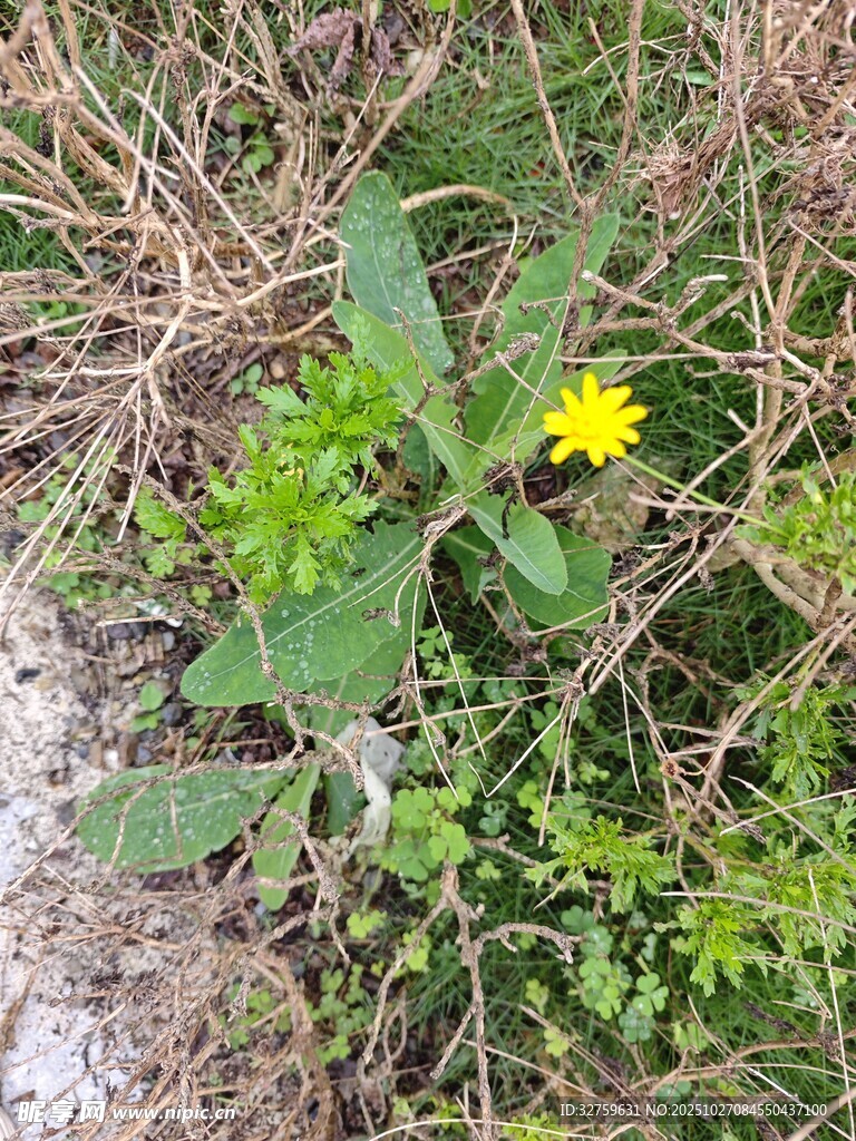 草丛中的黄色小花