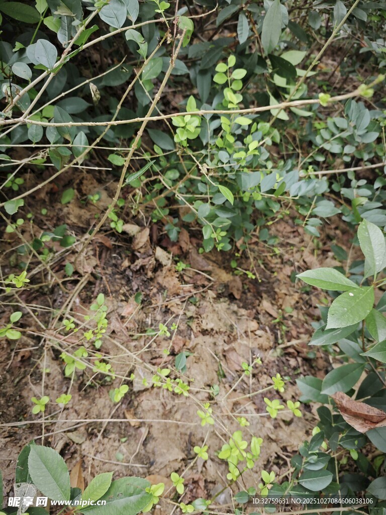 地面绿植及藤蔓景象