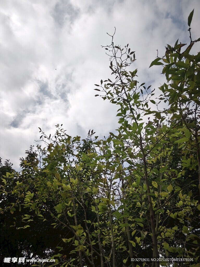 天空下的繁茂绿树