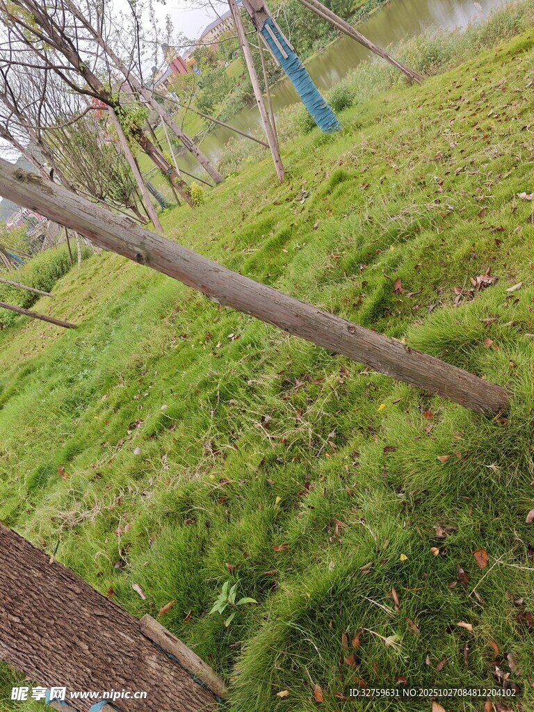 户外草地与倾斜树木景观