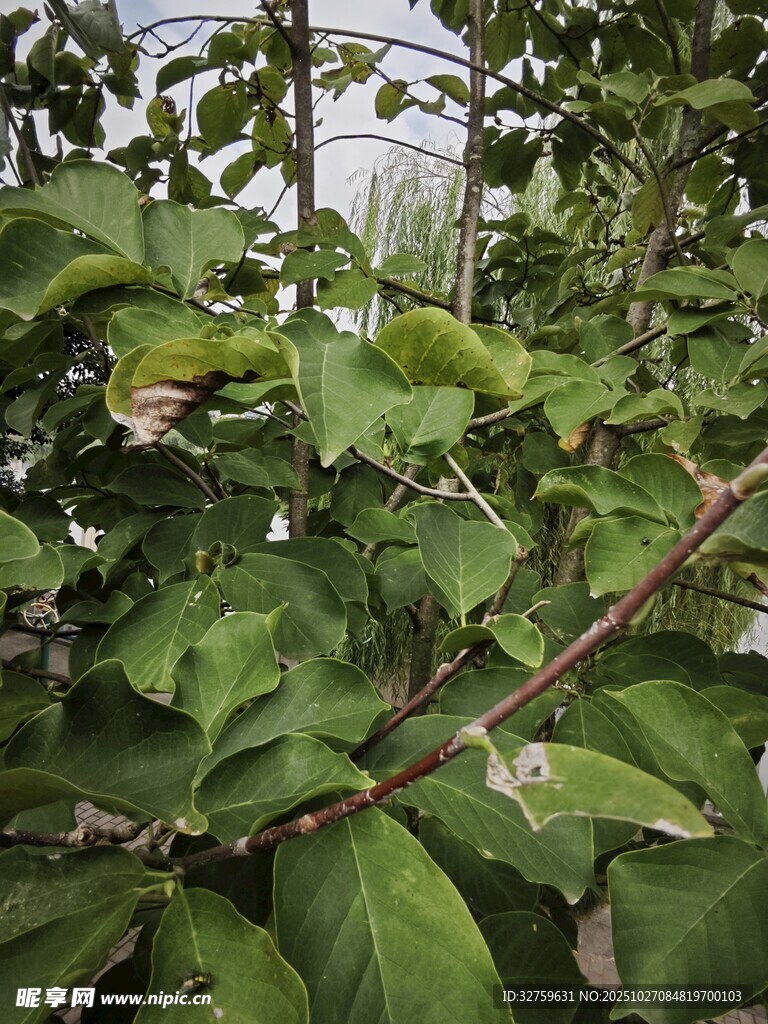 绿叶繁茂的植物枝干