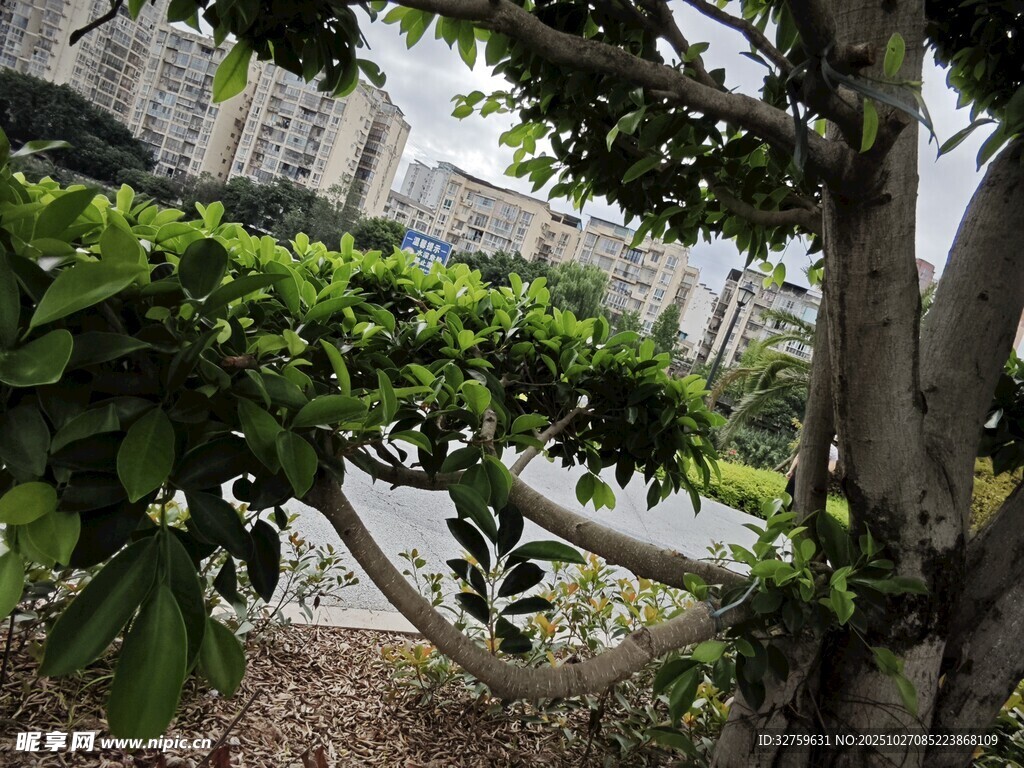 城市中繁茂的绿树景观