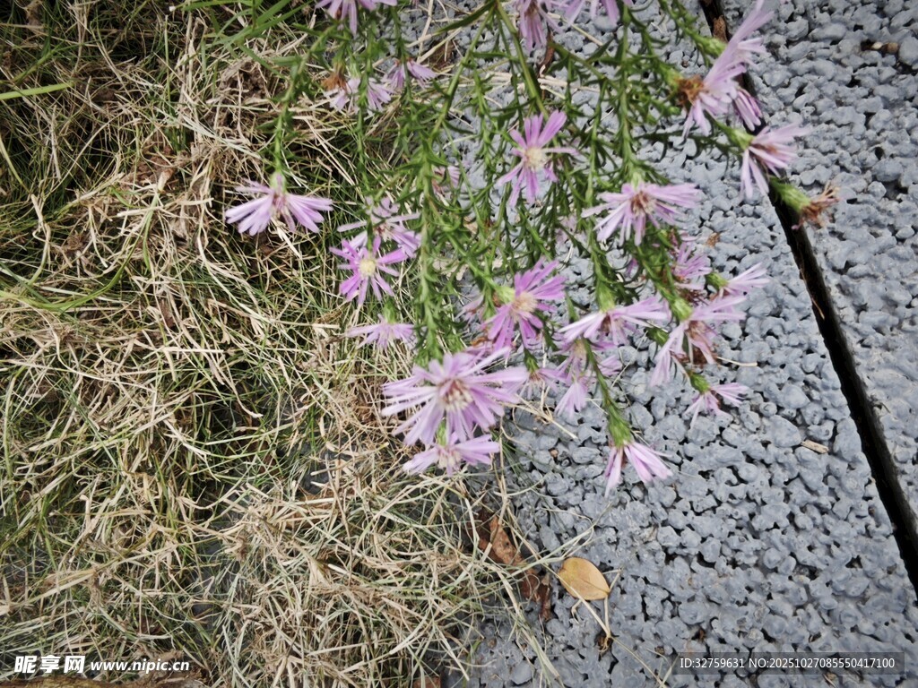 石板旁绽放的粉色小花