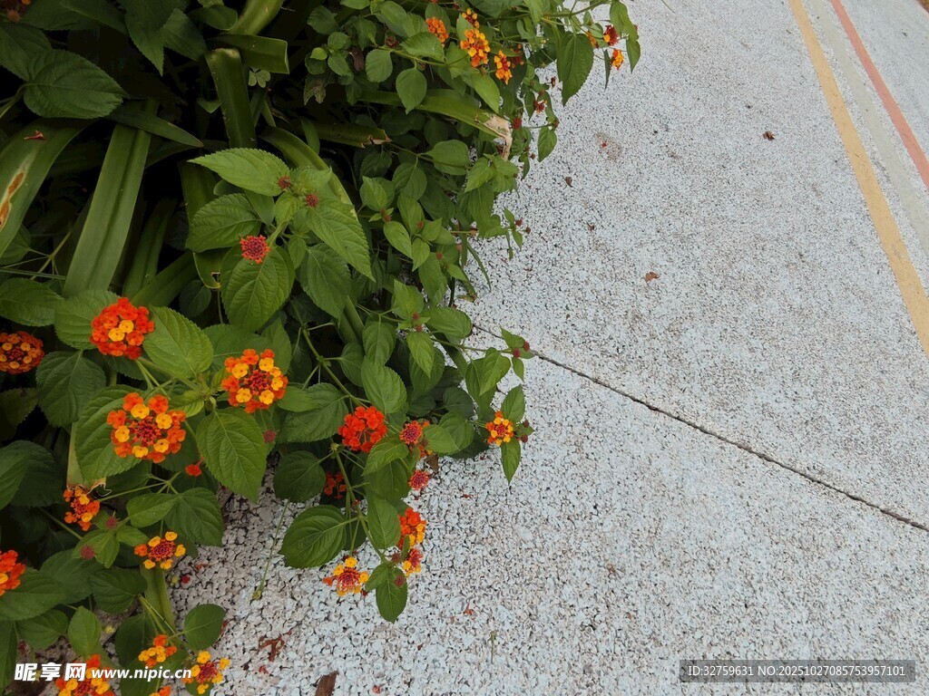 路边绽放的橙色小花