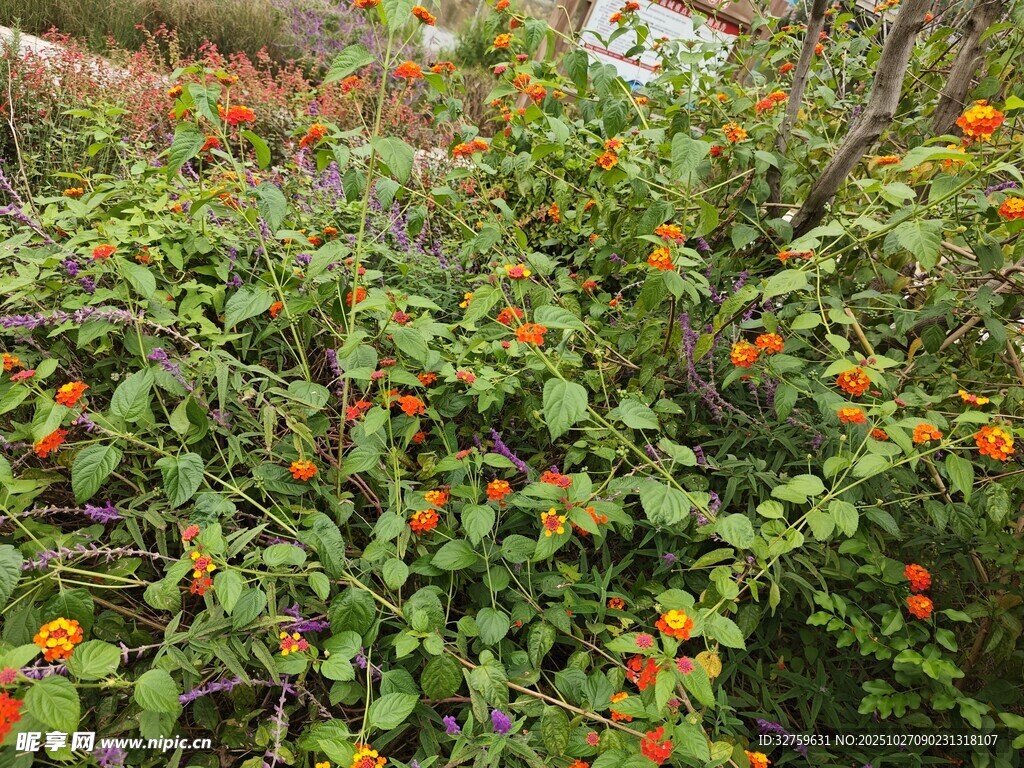 绿叶间的橙色小花绽放