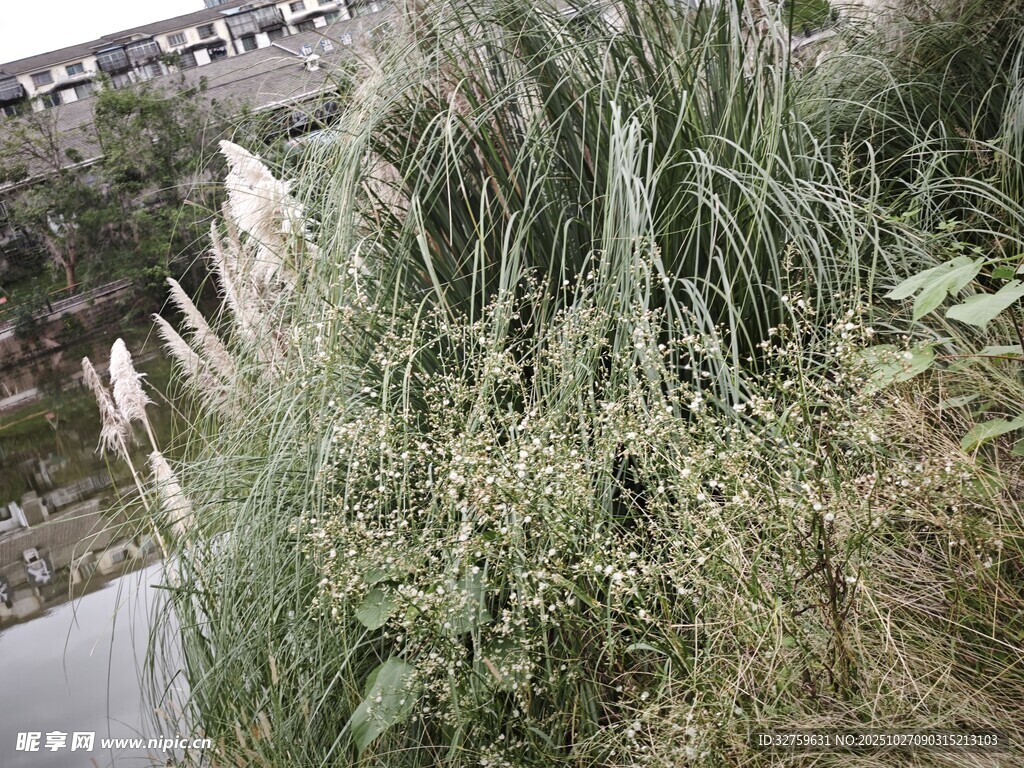 水边繁茂绿植景观