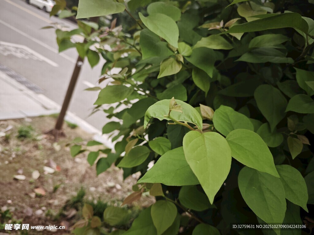 路边翠绿植物特写
