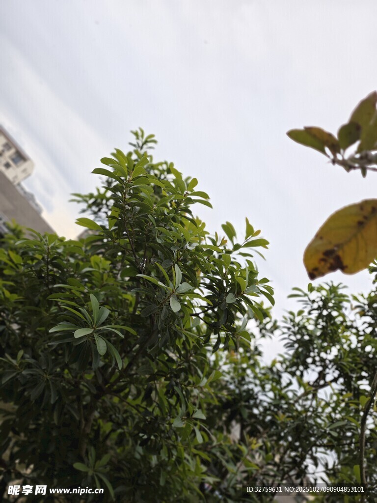 绿叶掩映下的建筑一角