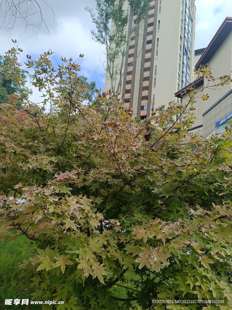 城市中葱郁的多彩树木