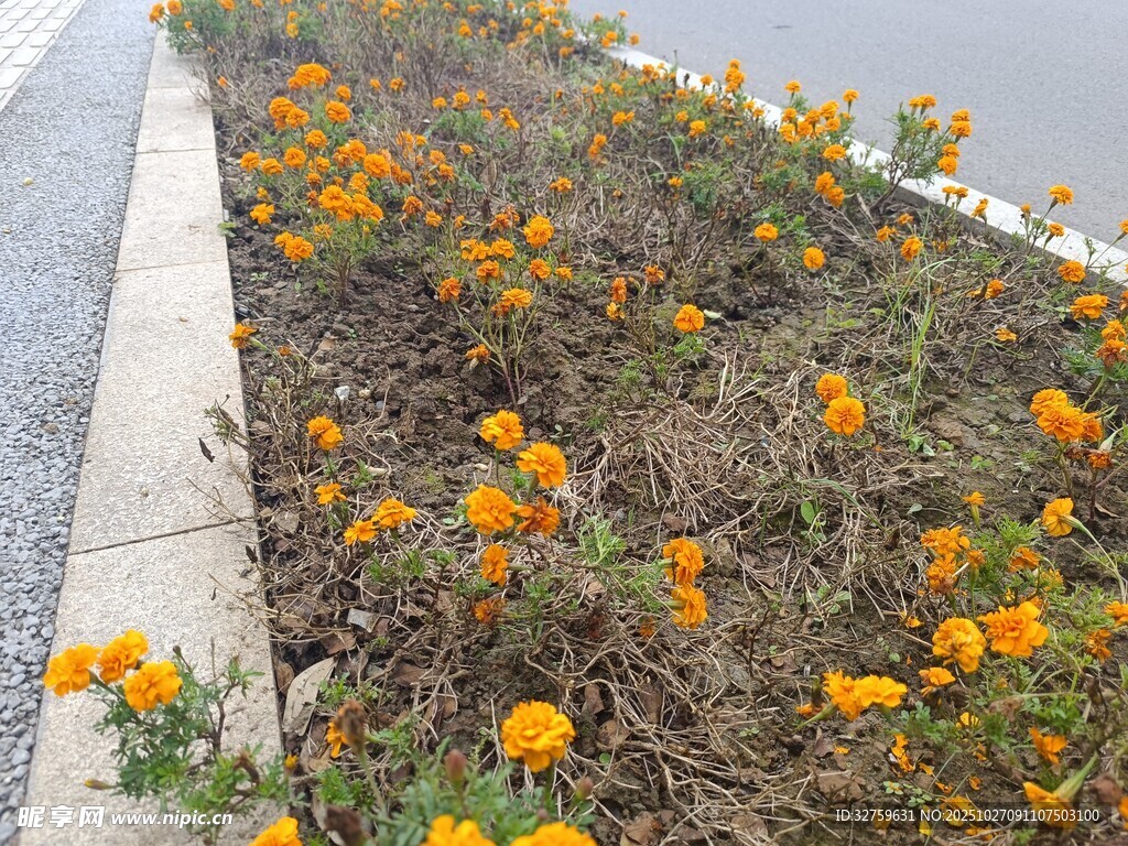 路边绽放的橙色小花