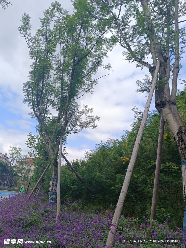 紫色花田中的树木景观