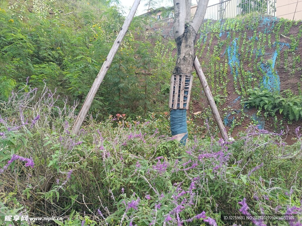 户外绿植中的木质结构